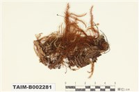 藏品(紅色假鱗葉苔)的圖片